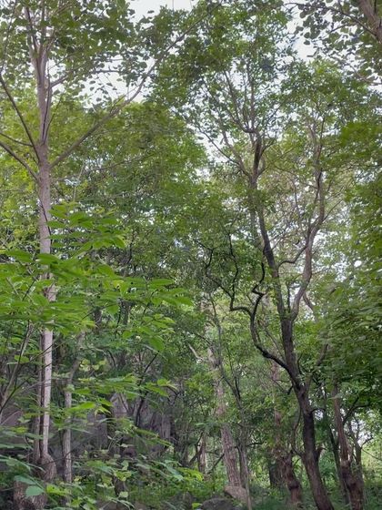 The lush forest at the base of the Hosadurga crag. Developing new areas allows us to explore and appreciate these beautiful environments.
