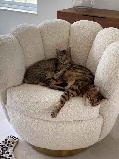 A whimsical, flower-shaped lounge chair upholstered in a cozy white bouclé fabric, shown here with its biggest fans.
