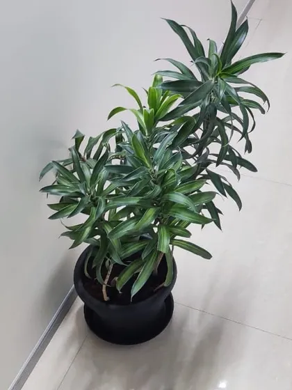 A Dracaena plant on rental at a corporate office. We select hardy plants that are well suited for office environments.