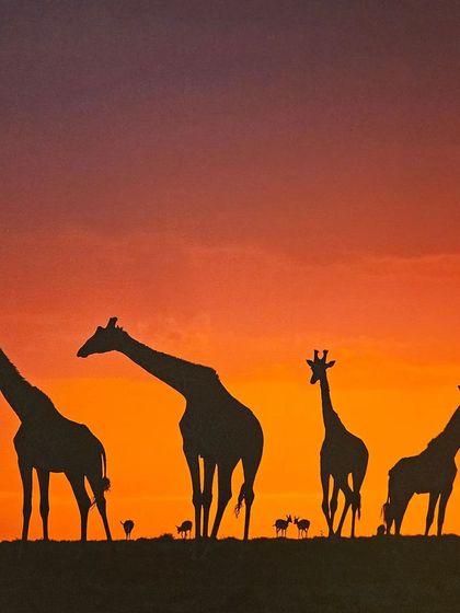 An enchanting silhouette of giraffes against a fiery sunset, a highlight from 'Nature's Splendour'.