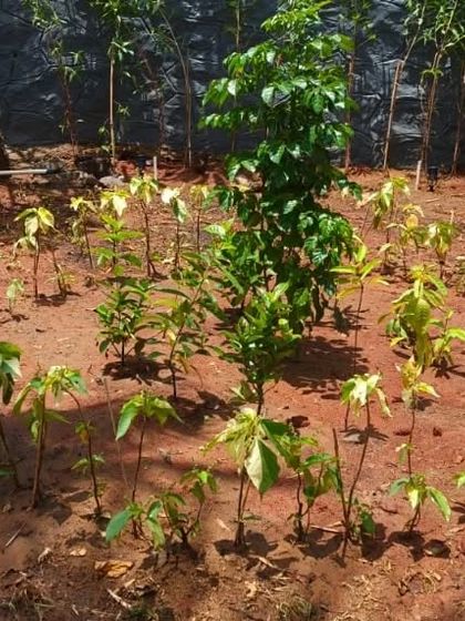 Plants, Planters & Green Accents photo 4