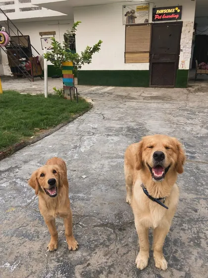 These two Golden Retrievers are inseparable and love posing for photos together.