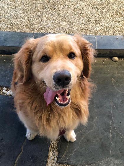 This happy Golden Retriever is all smiles! The freedom to roam and play makes for very happy canine customers.