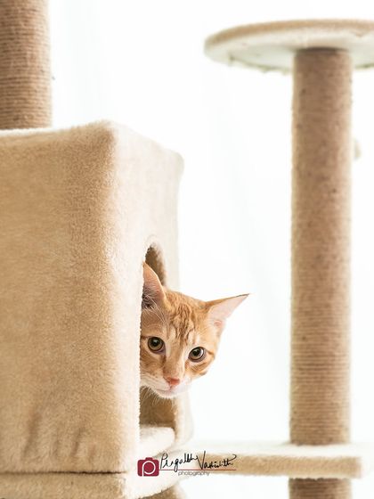 Pragalbh - Fine Art Pet Photography Feline Friends photo 5