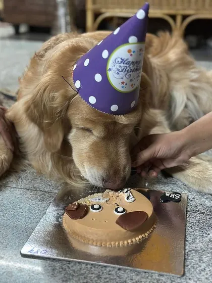 A helping hand gives this good boy a taste of his birthday cake. Our cakes are made to be shared and enjoyed with the whole family.