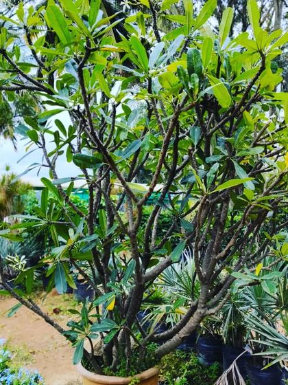 If you need a large, mature plant to be the centerpiece of your garden, I can source that too. This is an example of a well-grown tree in a pot, ready to be placed in a terrace or outdoor garden.