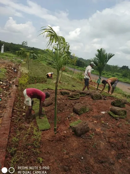 My team at work on a roadside beautification project, planting palms and laying turf on a sloped embankment.