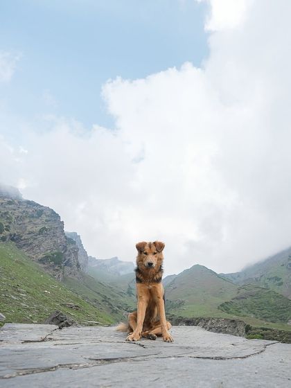 Pragalbh - Animal Rescue & Advocacy Photography Paws & Peaks: Outdoor Adventures photo 3