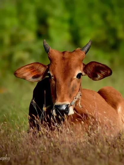 Just a beautiful Indian cow resting in a field of tall grass. Even common domestic animals can make for stunning photographic subjects when captured in the right light and setting.