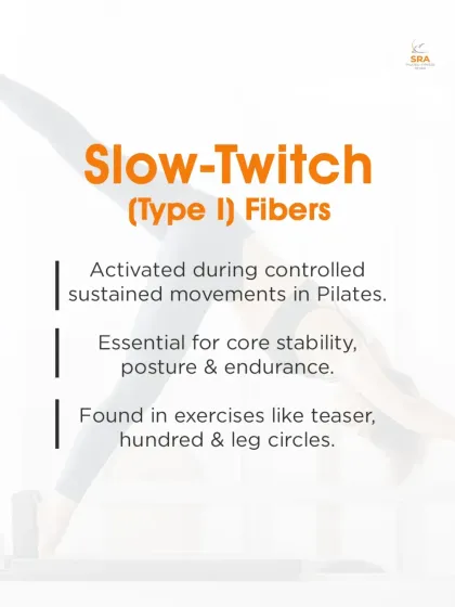 Slow-twitch muscle fibers are essential for endurance and are activated during controlled, sustained movements in Pilates like the Teaser and Hundred.