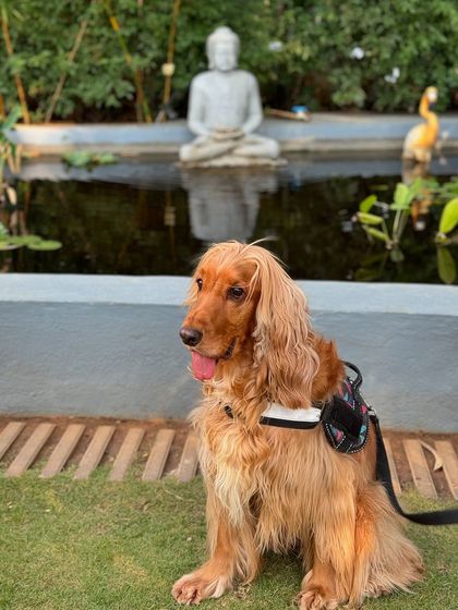 Posto enjoying the serene ambiance of the garden cafe.