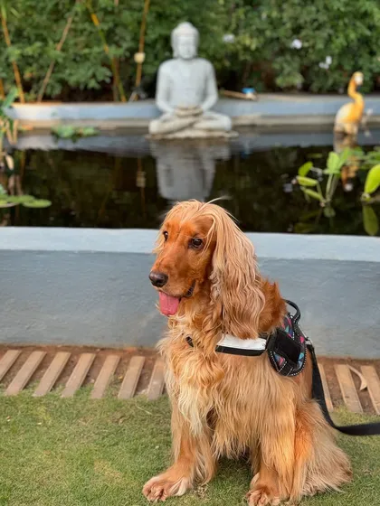 Posto posing in front of the beautiful Buddha statue at the cafe.