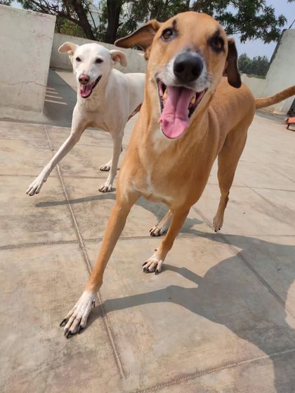 Stay - Dog Daycare A Day at Stay: Play & Socializing photo 21