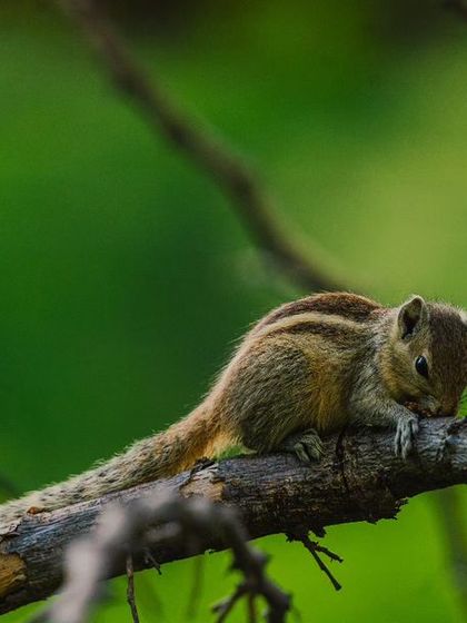 An Indian Palm Squirrel rests on a branch, its striped back and bushy tail on full display. This charming shot captures a quiet moment for this energetic creature.