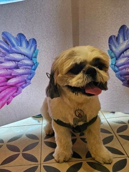 The rainy season requires extra care for your pet's paws. This cute photo comes with a reminder to keep paws clean and dry to prevent infections.