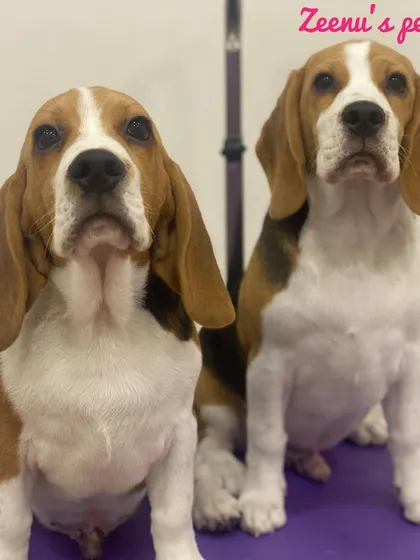 These two Beagle buddies are sitting pretty after their spa appointment. They both received a full service groom, including a bath with premium shampoo to make their coats shine, and a nail trim.