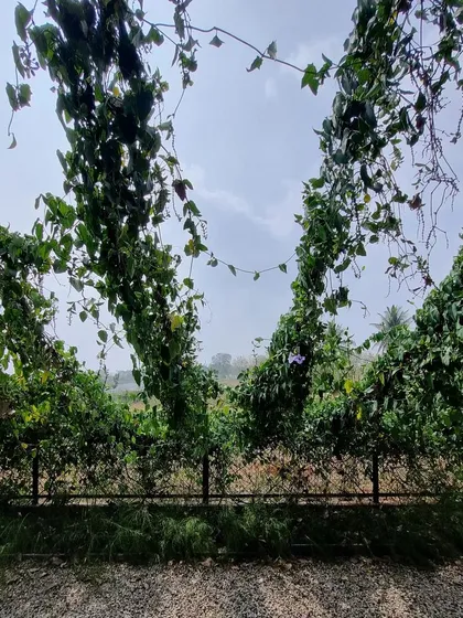 Visiting a site after a year, it is wonderful to see the plants thriving. The climbing vines have now created a lush green archway, a testament to the power of patience and good design.