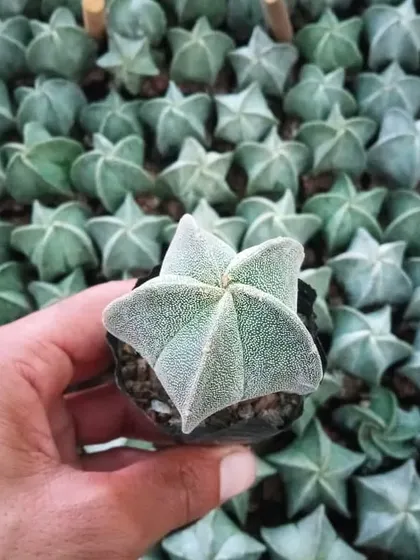 The Astrophytum myriostigma, or Bishop's Cap Cactus, is a unique star-shaped succulent for collectors and enthusiasts.