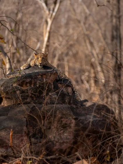 An environmental shot of the leopard on his rocky perch, showcasing how they use the terrain to their advantage for both rest and observation.