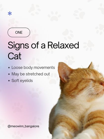 Meow Inn - Cat Hotel & Boarding Your Guide to Feline Wellness photo 9