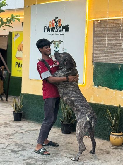 Our gentle giant Gabbar giving a big hug. He's a perfect example of how even the biggest dogs are just big softies at heart.