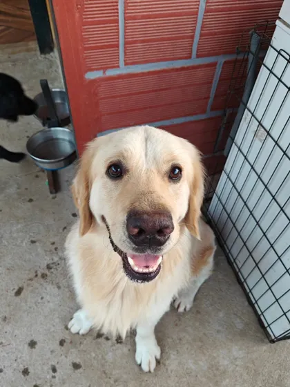 The happy face of a guest who feels right at home. My goal is to provide a stress-free vacation for your dog, filled with playtime, cuddles, and a consistent routine that builds their confidence.