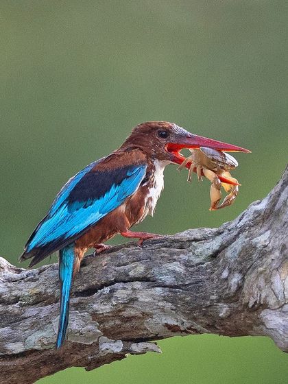 Another shot of the White-throated Kingfisher with its crab, showing a different head angle and posture.
