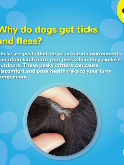 Why do dogs get ticks and fleas? These pests thrive in warm environments and can pose health risks. We can help you manage them.