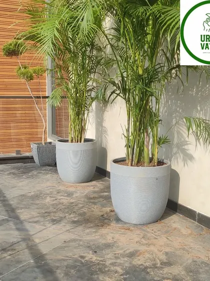A pair of large Areca Palms in stylish grey pots adds instant elegance and a natural privacy screen to this modern terrace. The clean lines of the pots contrast beautifully with the lush, feathery palm fronds.