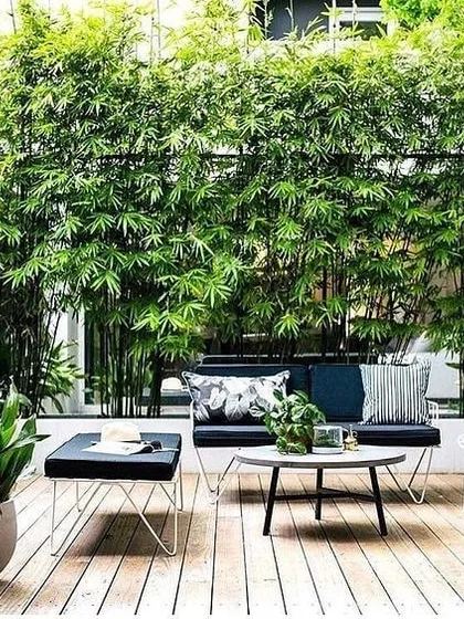 This residential patio design focuses on creating a functional outdoor room. The tall bamboo provides essential privacy from neighbors, while the curated potted plants and comfortable seating make it a perfect urban retreat.