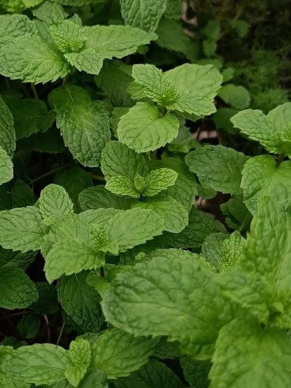 A collection of our various leafy greens and herbs, showcasing their lushness and health.