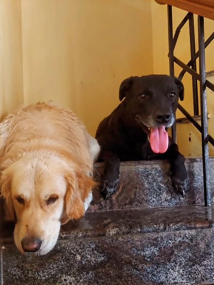 The ups and downs of life. A Golden Retriever and a black Lab sharing the stairs.