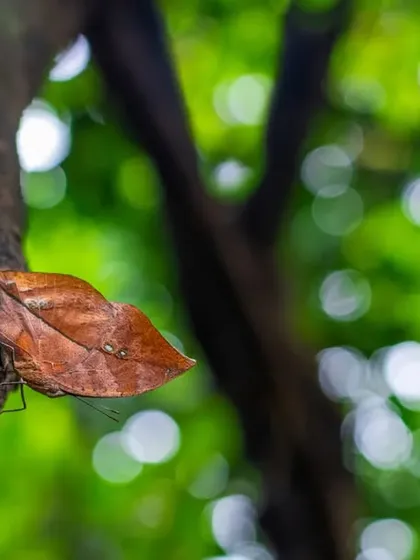 A wide-angle shot of the Sahyadri Blue Oakleaf, showing its "dry leaf" camouflage against the vibrant green bokeh of the forest.