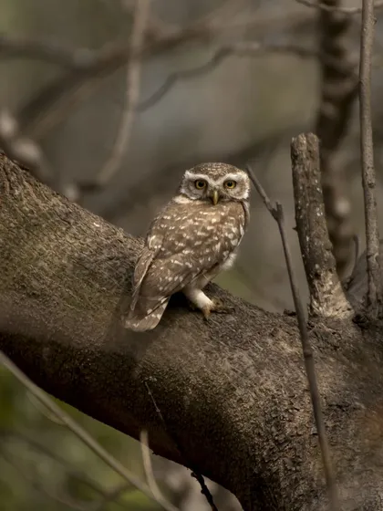 A Spotted Owlet looking directly at the camera from its perch on a thick branch.