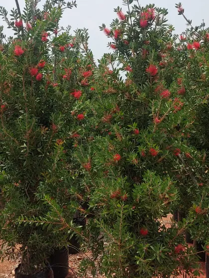 A row of healthy Bottlebrush shrubs, ideal for creating an informal, flowering hedge.