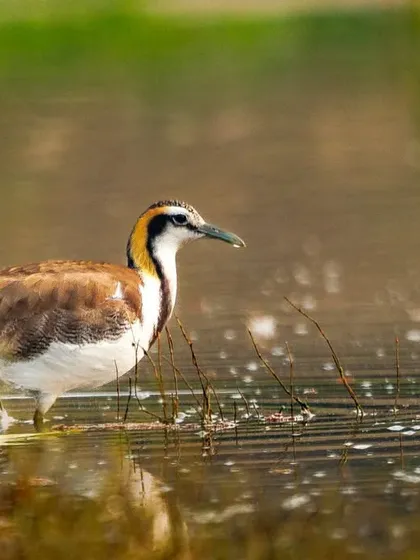 The Pheasant-tailed Jacana in its non-breeding plumage. Its incredibly long toes allow it to walk on floating vegetation like lily pads.