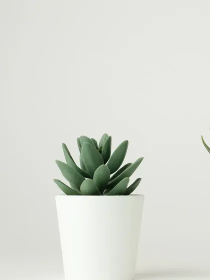We offer a variety of small succulents that are perfect for beginners. This Echeveria is a classic choice, known for its rosette shape and low water needs.