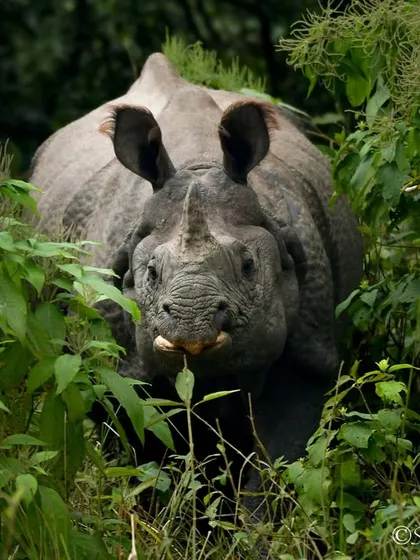 Peeking through the dense greenery of Dudhwa, this Greater One-horned Rhino appeared like an ancient guardian of the forest. Its vulnerable conservation status makes sightings like this even more profound. My goal is to capture the dignity of these giants.
