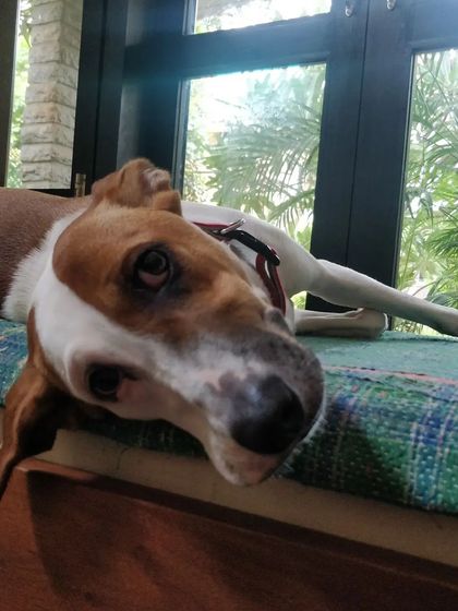 Dali enjoying a quiet moment by the window. It's important to provide dogs with their own space to decompress and relax.