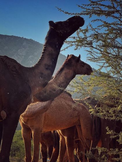 Rajasthan: Land of Colors & Culture photo 12