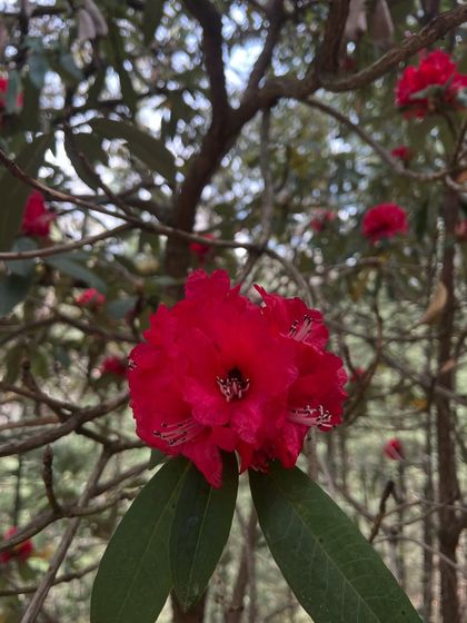 Nature Immersion & Forest Therapy photo 15