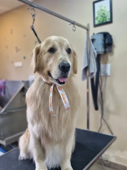 Mamppi Deb - Pet Grooming & Styling Golden Retriever & Large Breed Grooming photo 9