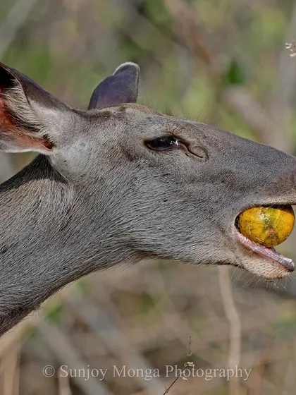 A Sambar deer holds a large Wood Apple fruit in its mouth. It was quite a sight to witness this behavior in the deciduous wilds of Central India.