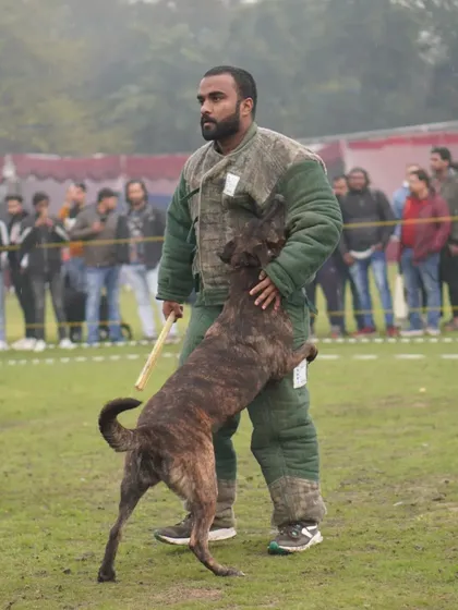 As a certified decoy, I understand protection from both sides. Here I am during a PSA demonstration, working with a Dutch Shepherd to test its nerve and grip. This is essential for building a truly reliable K9 athlete.