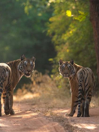 Two tigers look back, giving us a perfect photo opportunity before disappearing into the forest.