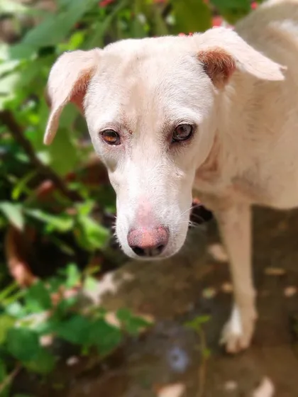This poor dog was terrified during a cyclone, but a warm meal brought him some comfort. He's a reminder that these animals are vulnerable and need our help.