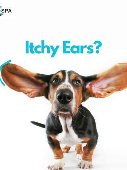 Are your pet's ears itchy? We explain the common causes like ear mites or infections and suggest treatments, including regular cleaning with products like Tropiclean ear cleaner.