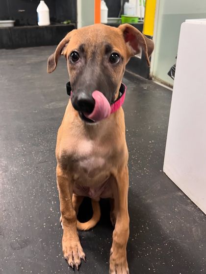 Look at this face! This is the little pup who was dumped and is now safe with us. He has the sweetest temperament and is friendly with everyone. Finding him a loving family is our top priority.