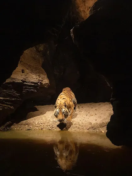 A tiger emerges from its den at a waterhole, captured with a camera trap. This is the kind of secret moment I live to reveal, showing the animal in its world, undisturbed. The reflection in the water adds a layer of mystery and beauty to the scene.