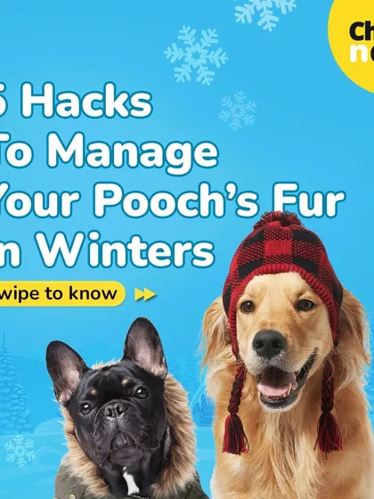 Here are five hacks to manage your pooch's fur in winters, from diet to grooming.